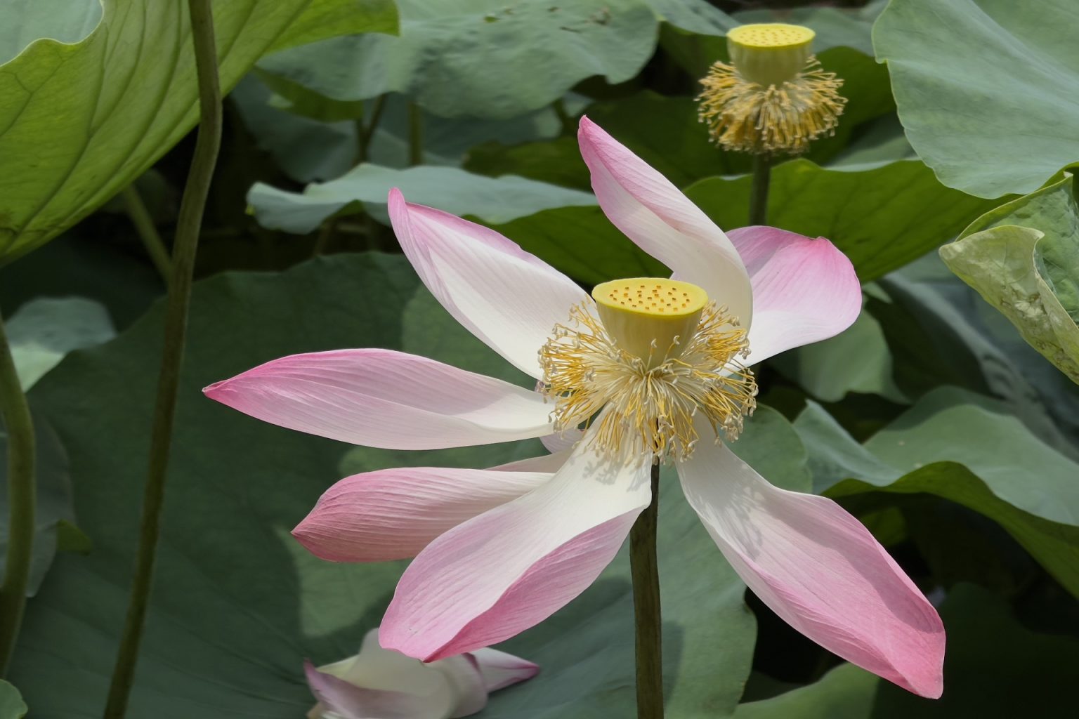 lotus-vn
