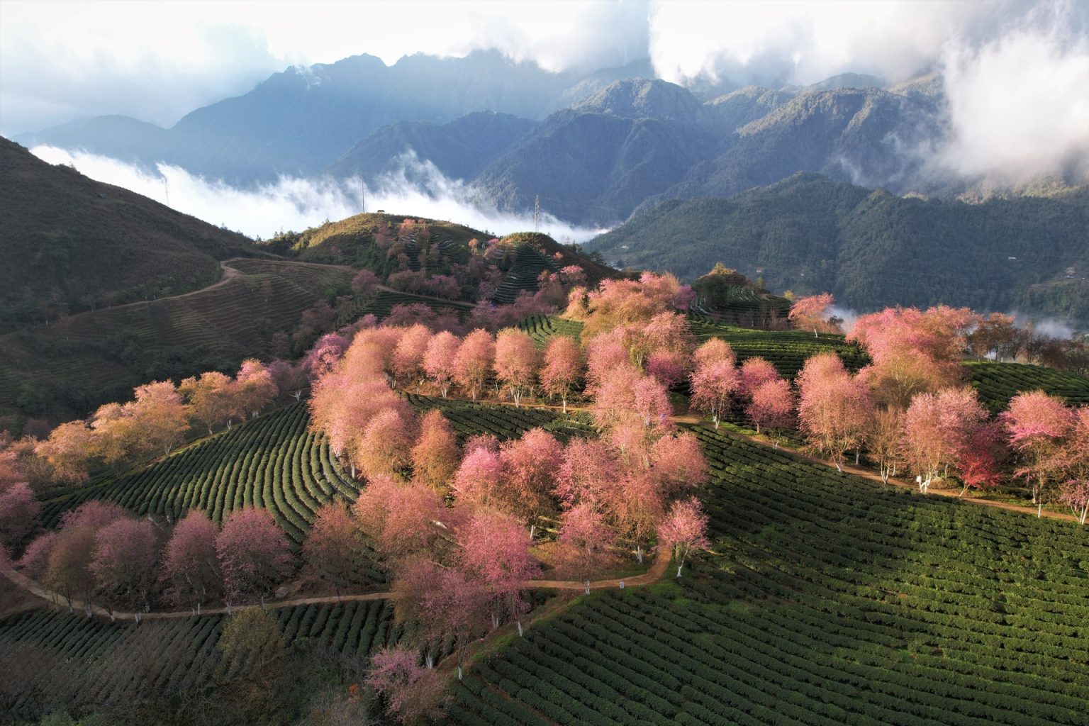 lao-cai-sapa